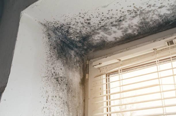 Affordable Black Mold Remediation solutions in Linden, NJ